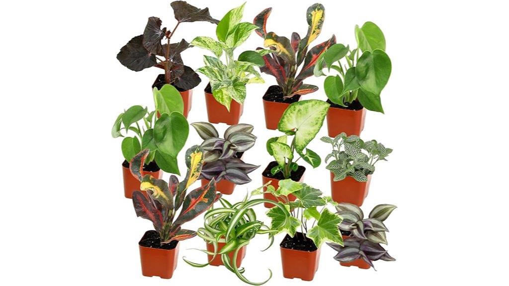 12 pack easy houseplants