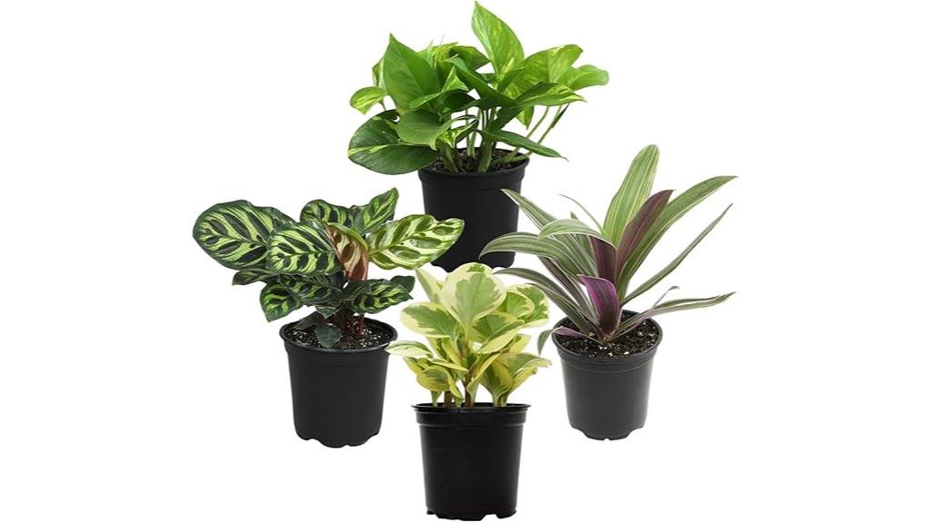 four plant variety pack