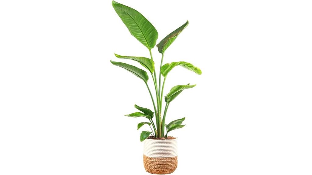 indoor bird of paradise