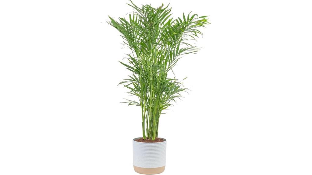 indoor cat palm plant