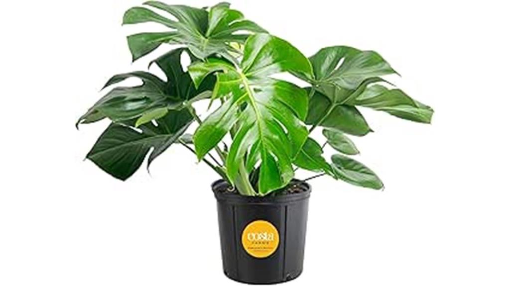 indoor monstera swiss cheese