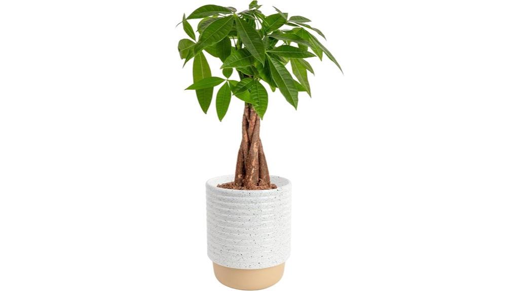 live money tree bonsai
