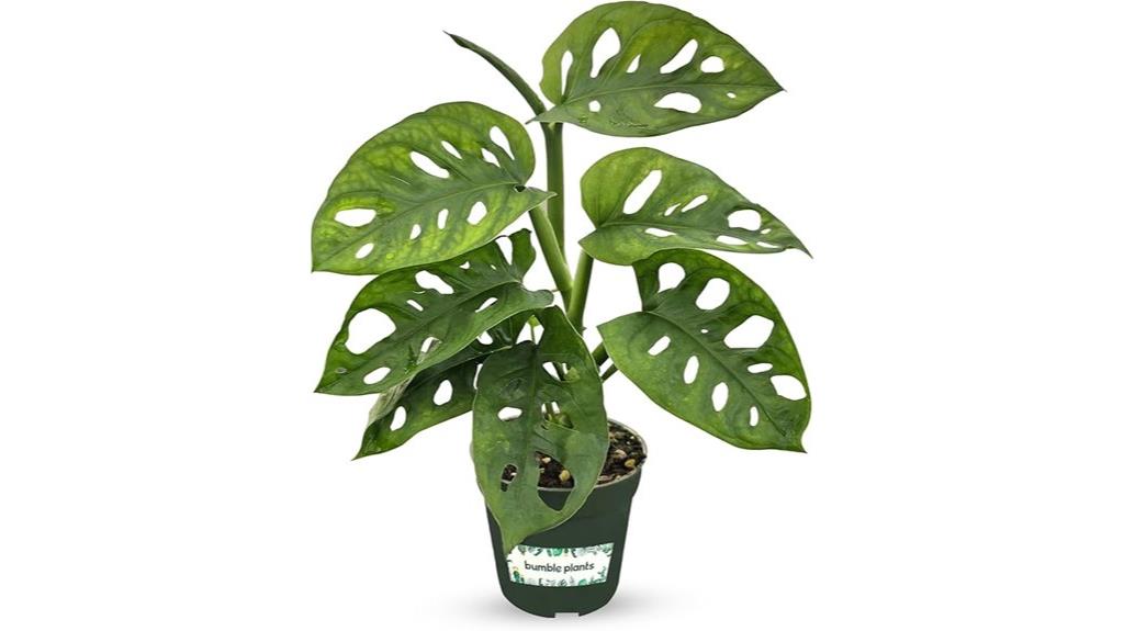 live monstera adansonii plants