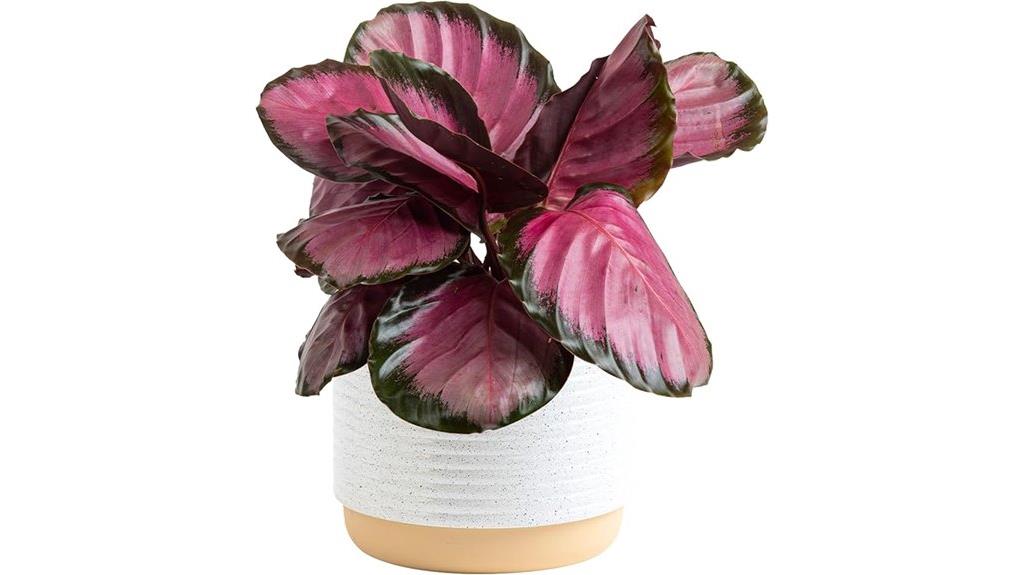 pink star calathea plant
