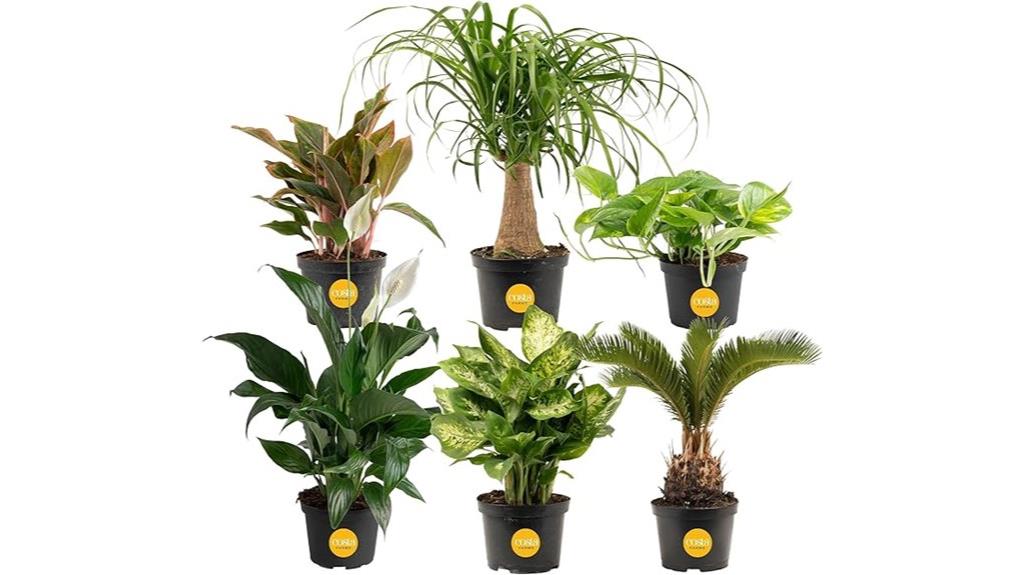six pack live plants