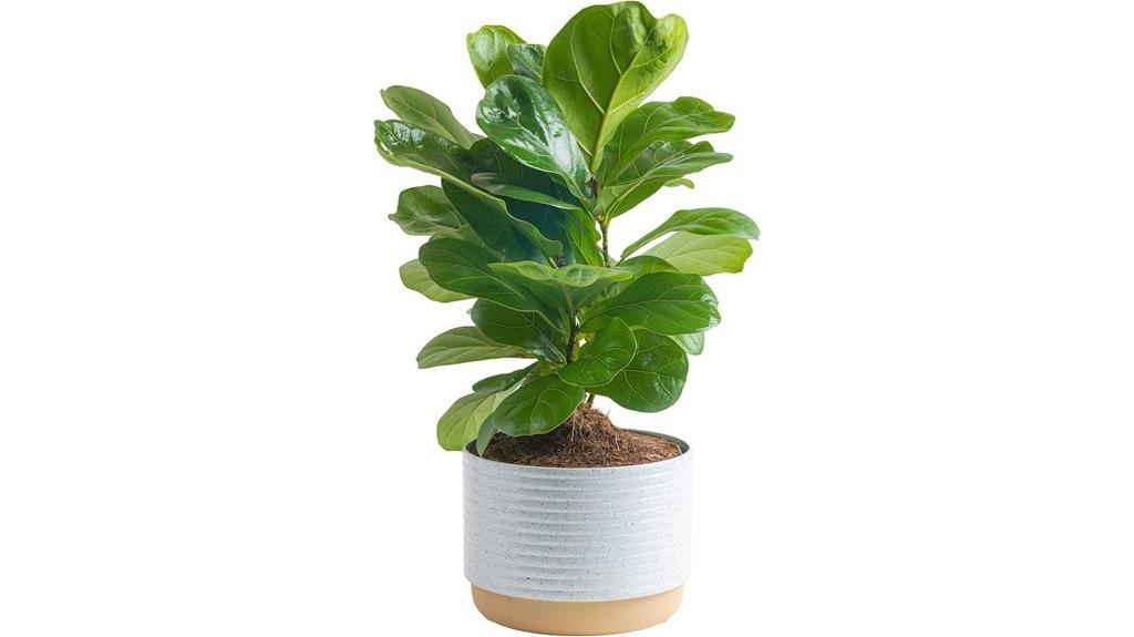 small potted fiddle leaf