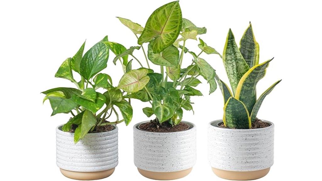 three pack indoor plants